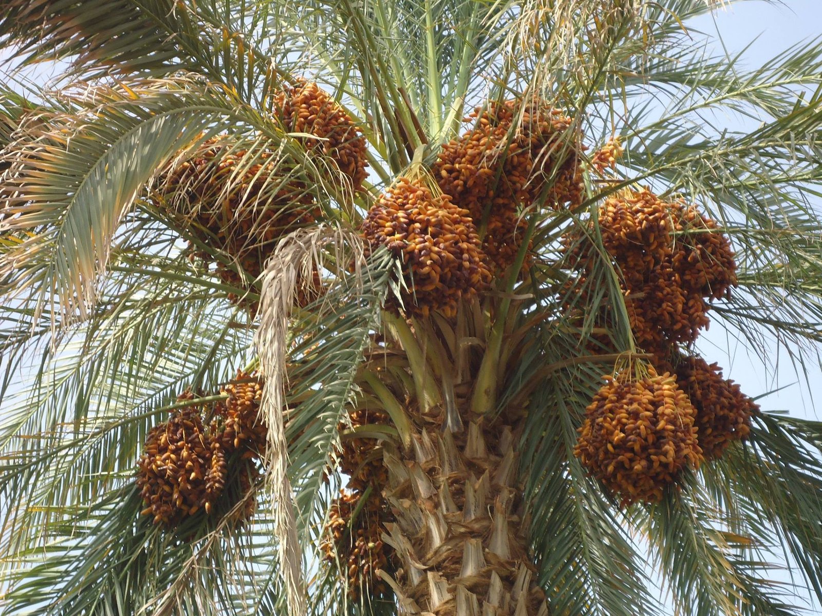 نخلة العنبرة