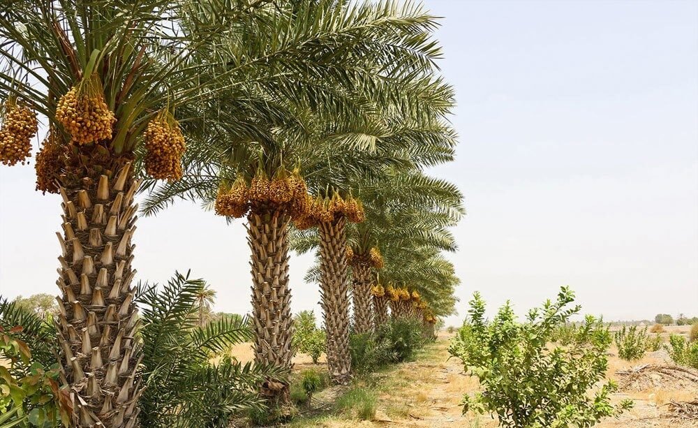 نخلة السكري