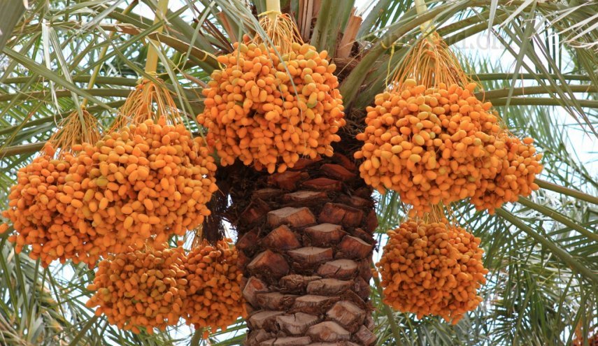 نخلة البرحي